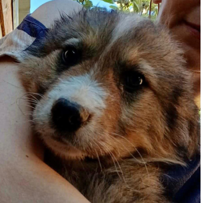 Adopter Gerry