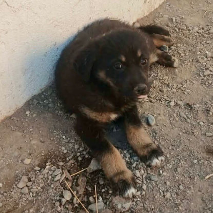 Adopter Terra