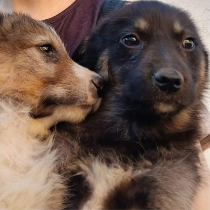 Adopter Terra