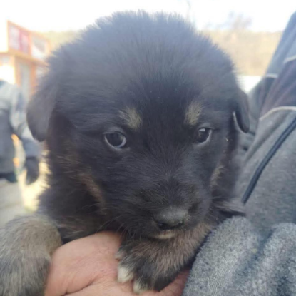 Adoption Terra
