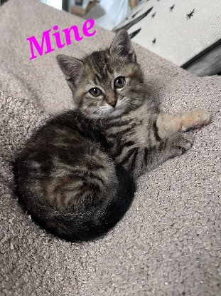Adopter Minne