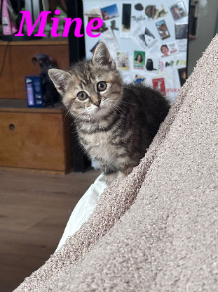 Adopter Minne