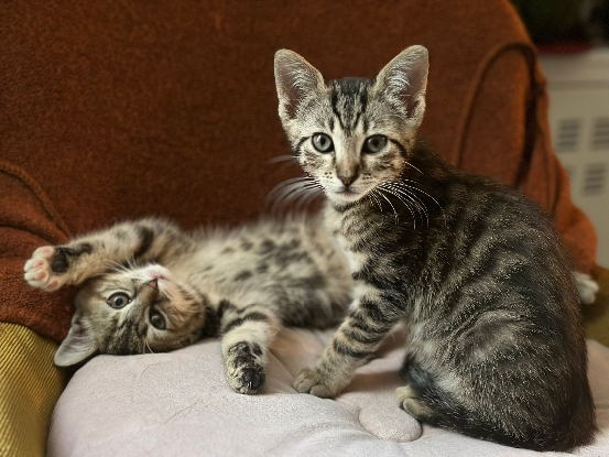 Adopter Minne