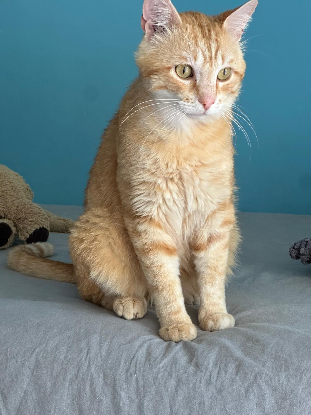 Adopter Chouchou