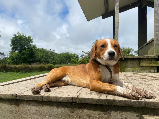 Adopter Max