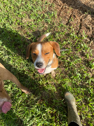 Adopter Max