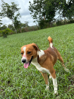 Adoption Max