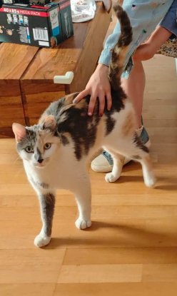 Adopter Cherry