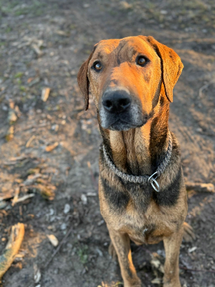 Adopter Theo
