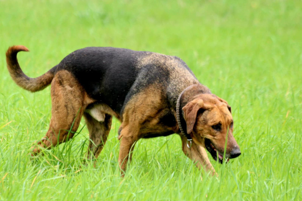 Adopter Theo