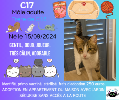 Adopter  chat : C17