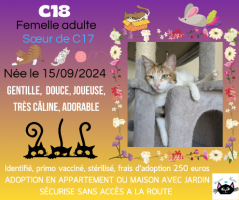 Adopter  chat : C18