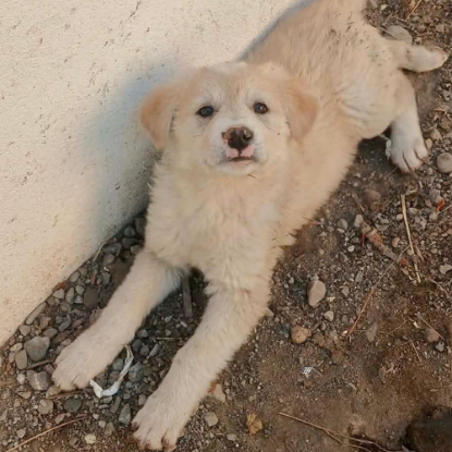 Adopter Gina