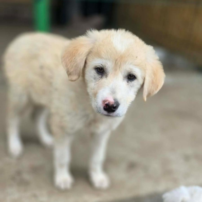 Adopter Gina