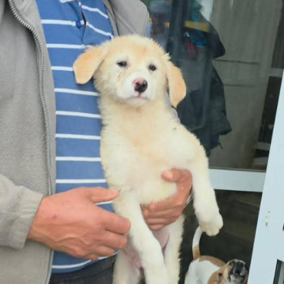 Adopter Gina