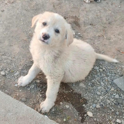 Adoption Gina