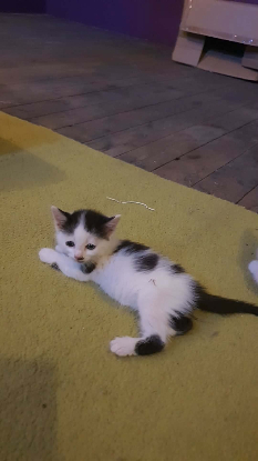 Adopter Kira
