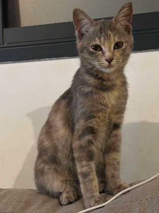 Adopter Una