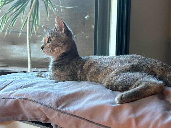 Adopter Una