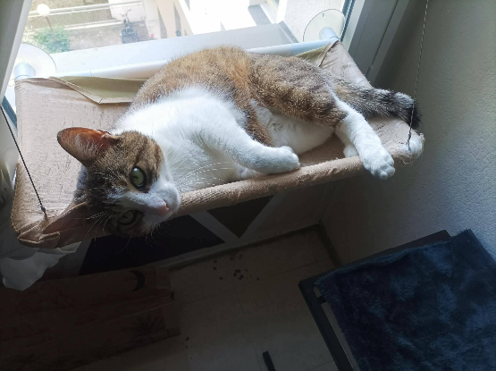Adopter Montcresson