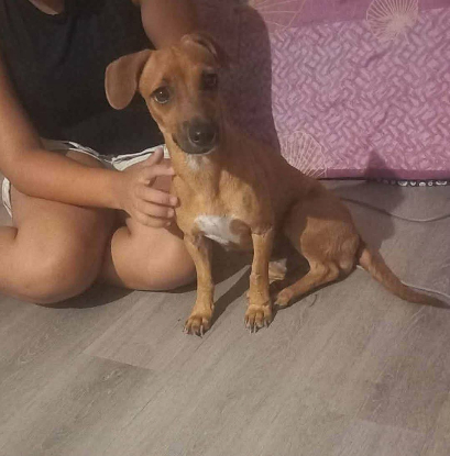 Adopter Petra