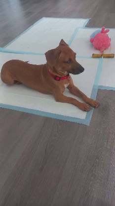 Adopter Petra