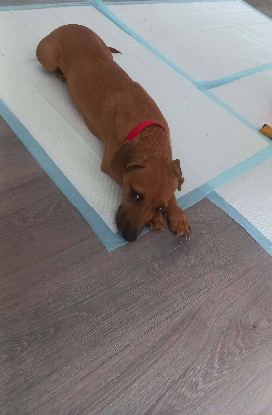 Adopter Petra