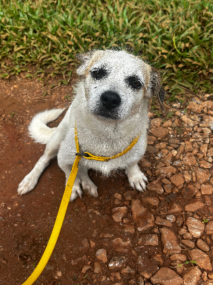 Adopter Nashville
