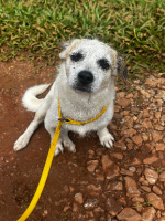 Adopter  chien : Nashville