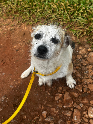 Adopter Nashville