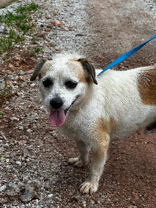 Adopter Nashville