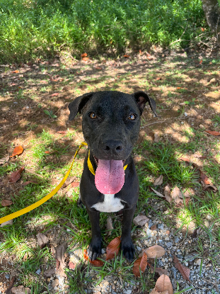 Adopter Latina
