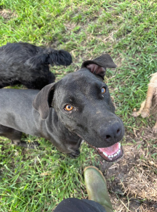 Adopter Latina