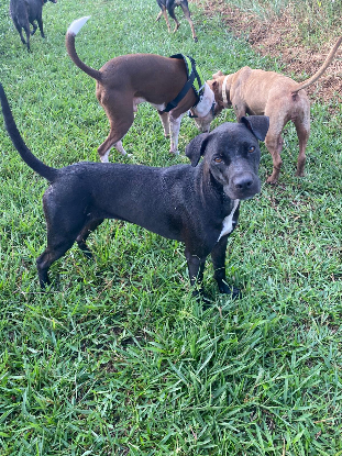 Adopter Latina