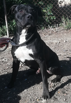 Adopter Aristote