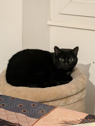 Adopter Kiyomi