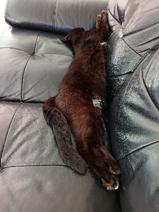 Adopter Bagheera