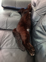 Adopter  chat : Bagheera