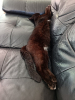 Bagheera
