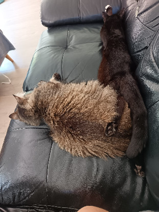 Adopter Bagheera