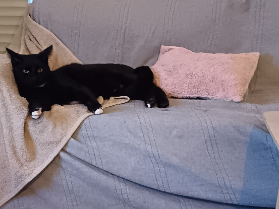 Adopter Bagheera