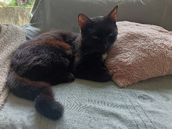 Adoption Bagheera