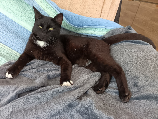 Adoption Bagheera