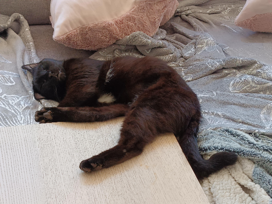 Adopter Balou