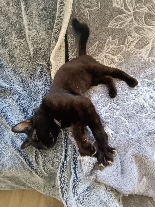Adoption Balou