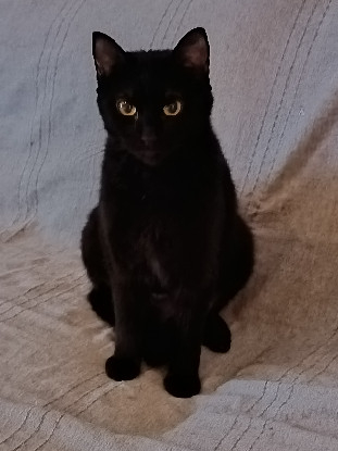 Adopter Balou