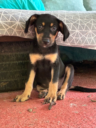 Adopter Otto