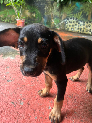 Adopter Otto