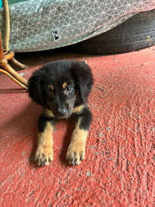 Adopter Onyx