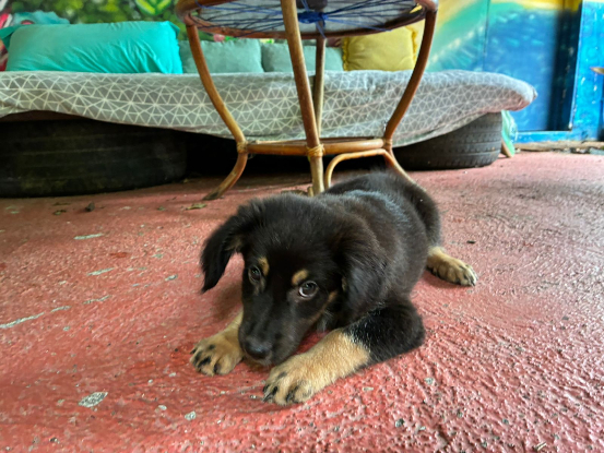 Adopter Onyx